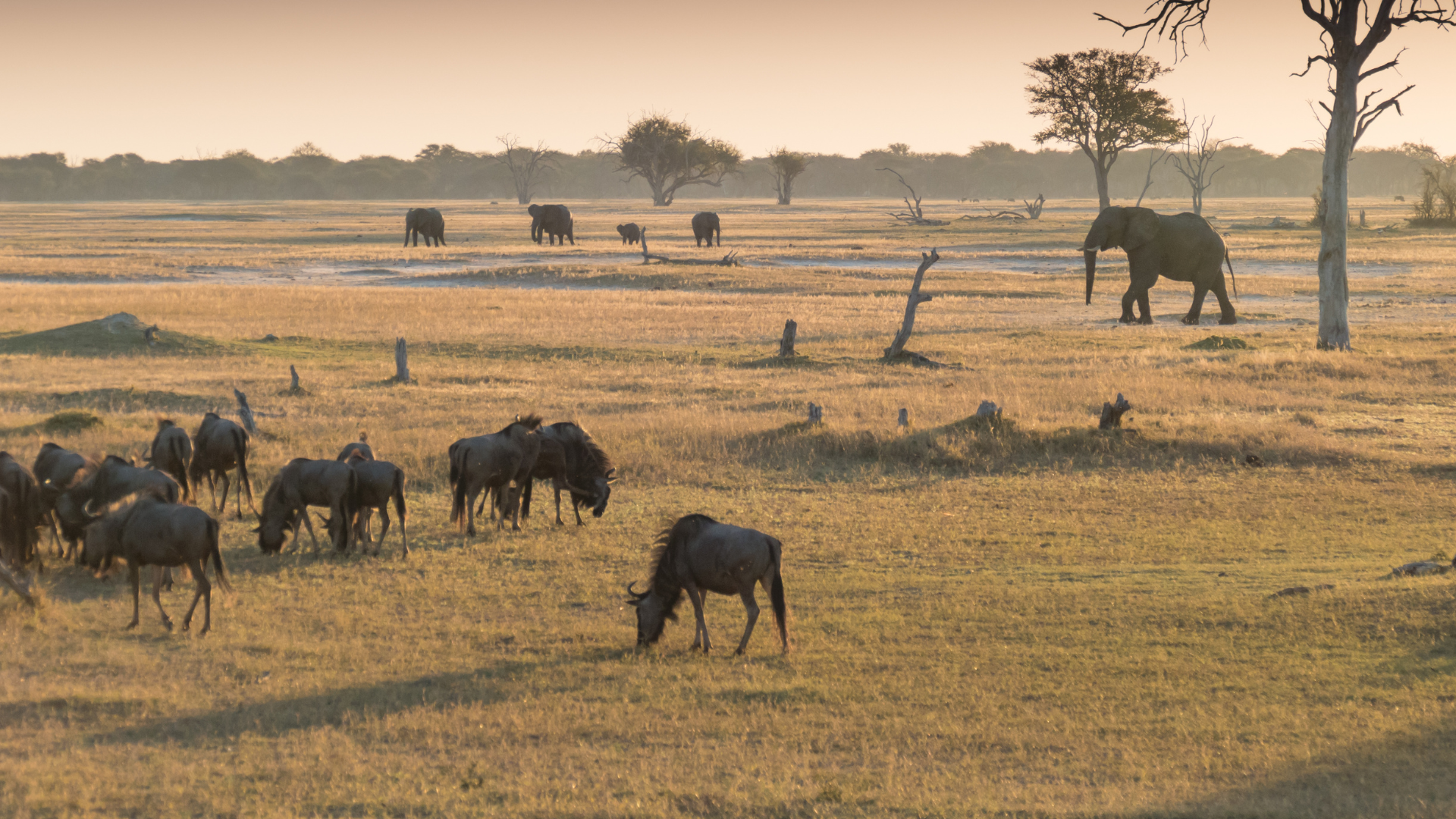 Victoria Falls, Hwange & Chobe