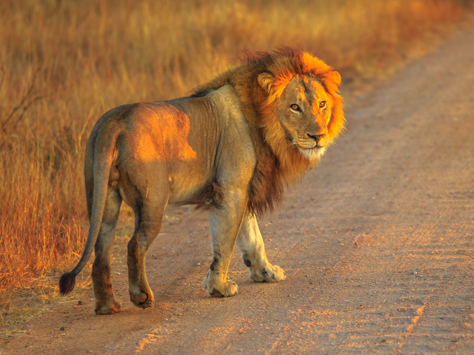 Victoria Falls & Hwange